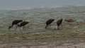Long-billed Curlew - Ibis 2014-09-13_5